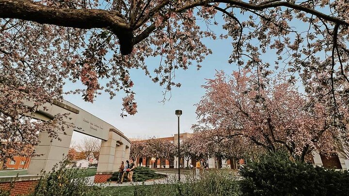 Flowers on campus
